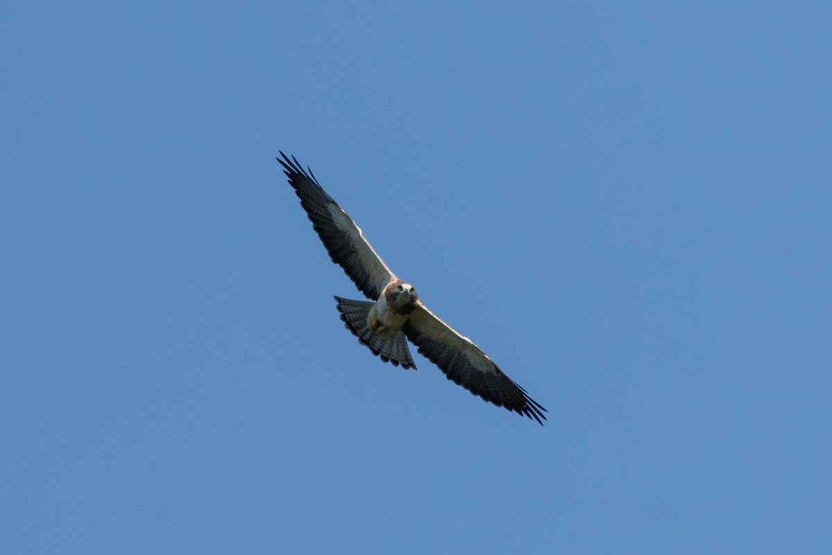 Swainson's Hawk - ML642862375