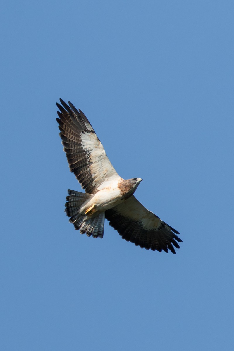 Swainson's Hawk - ML642862376