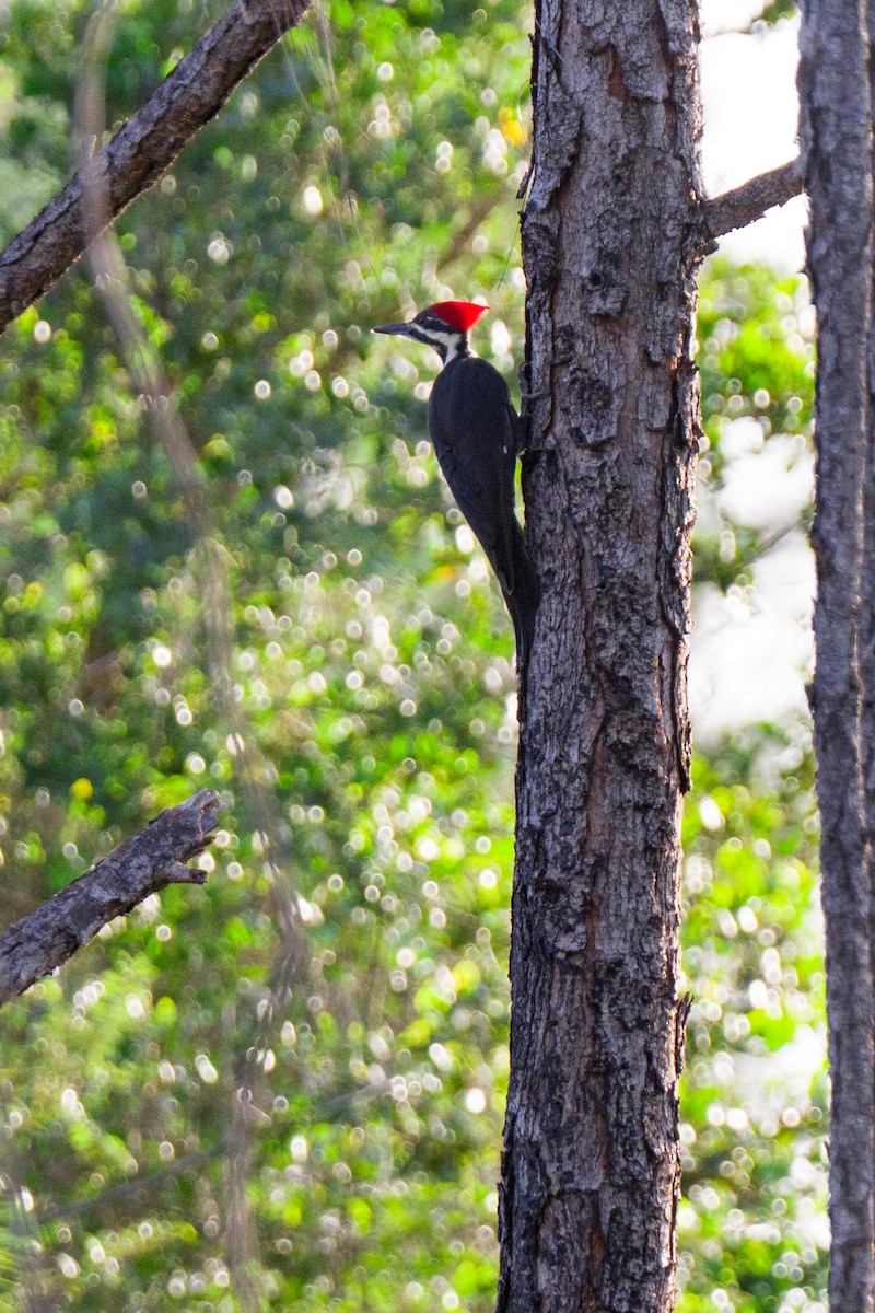 Pileated Woodpecker - ML642862378