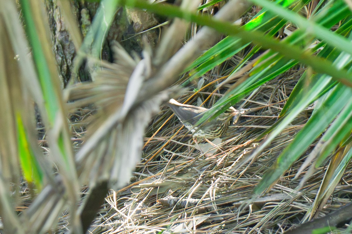 Northern Waterthrush - ML642862385