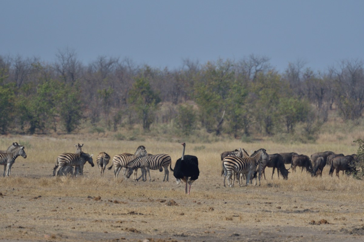 Common Ostrich - ML642862392