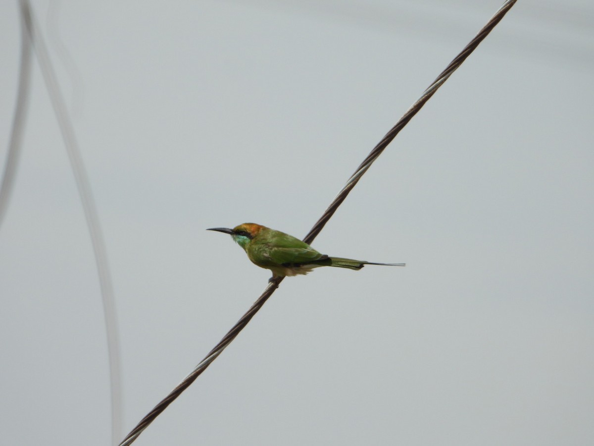 Asian Green Bee-eater - ML642862396