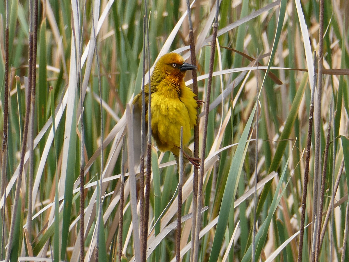 Cape Weaver - ML642862401