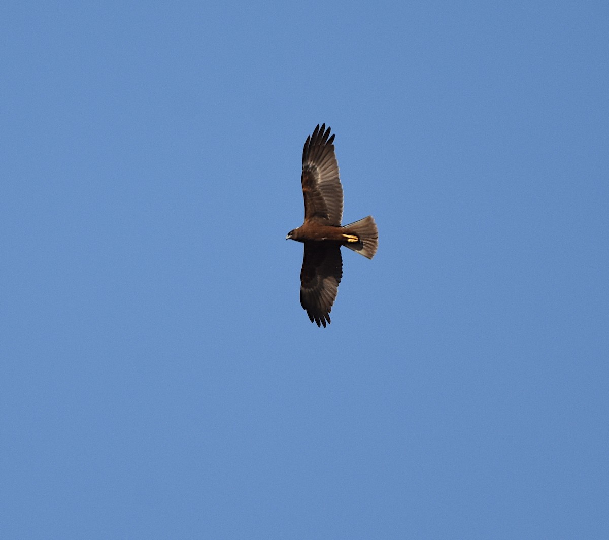 Falco di palude - ML642862428