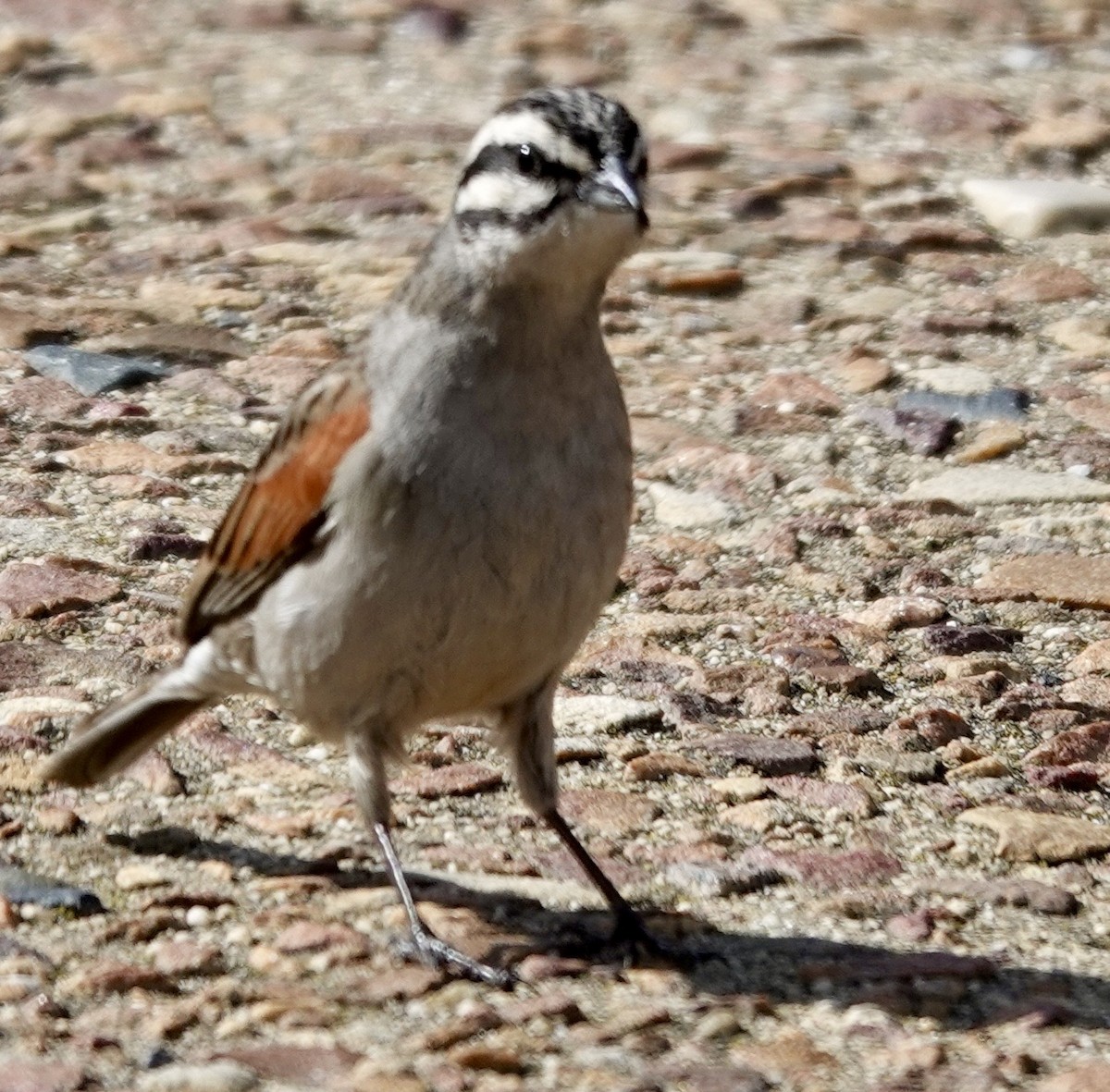 Cape Bunting - ML642862433