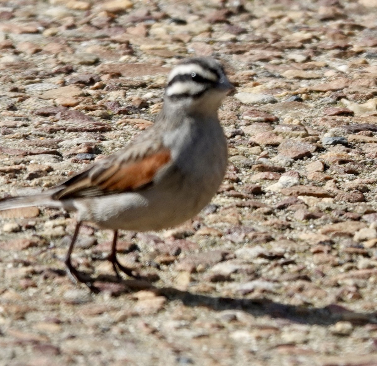 Cape Bunting - ML642862440