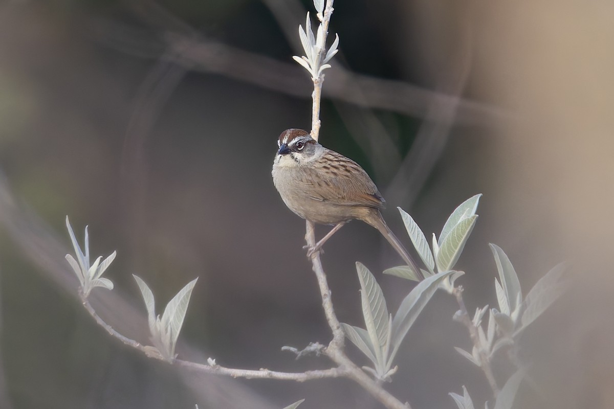 Oaxaca Sparrow - ML642862441