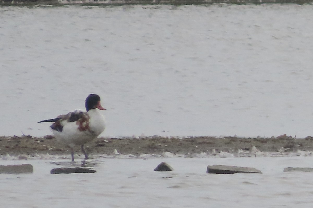 Common Shelduck - ML642862448