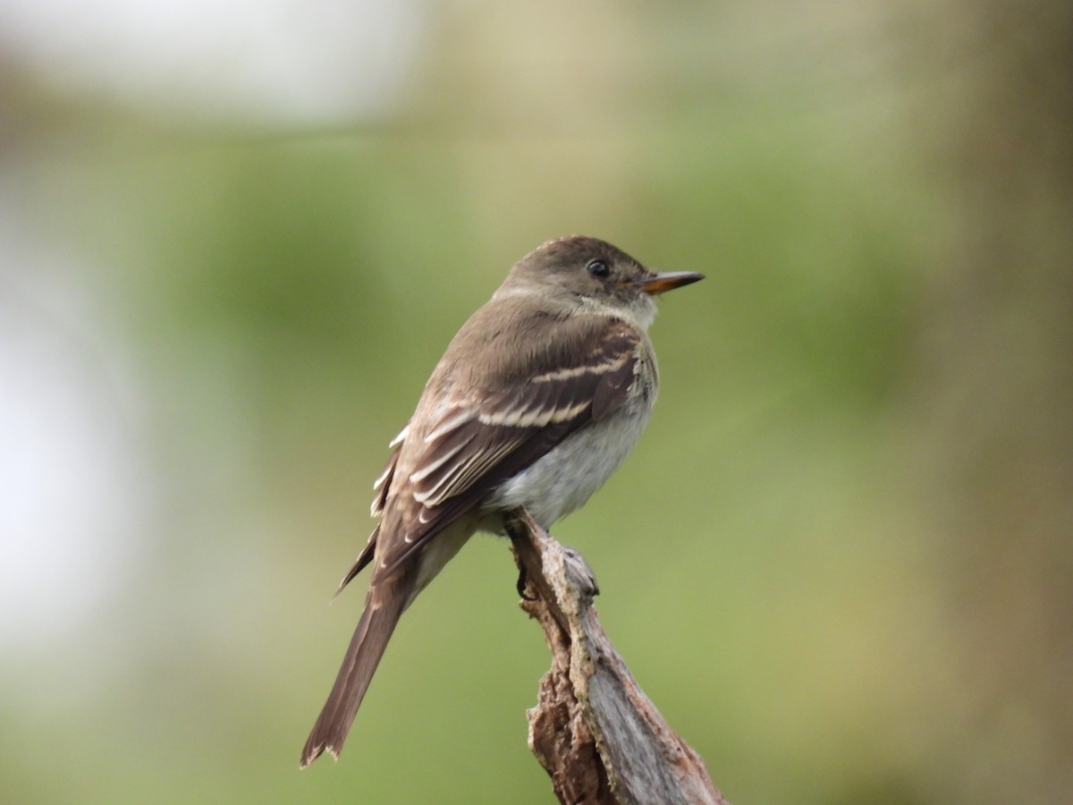 Eastern Wood-Pewee - ML642862452