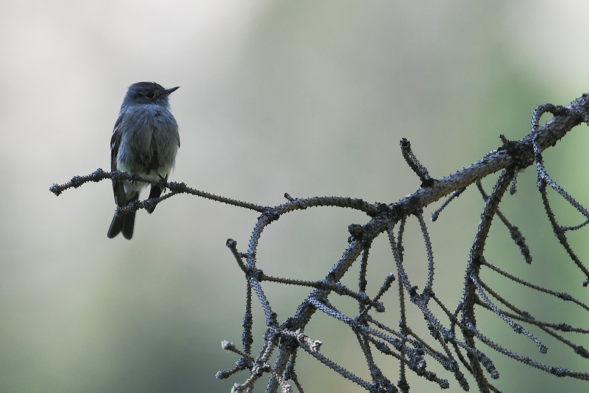 Hammond's Flycatcher - ML642862456