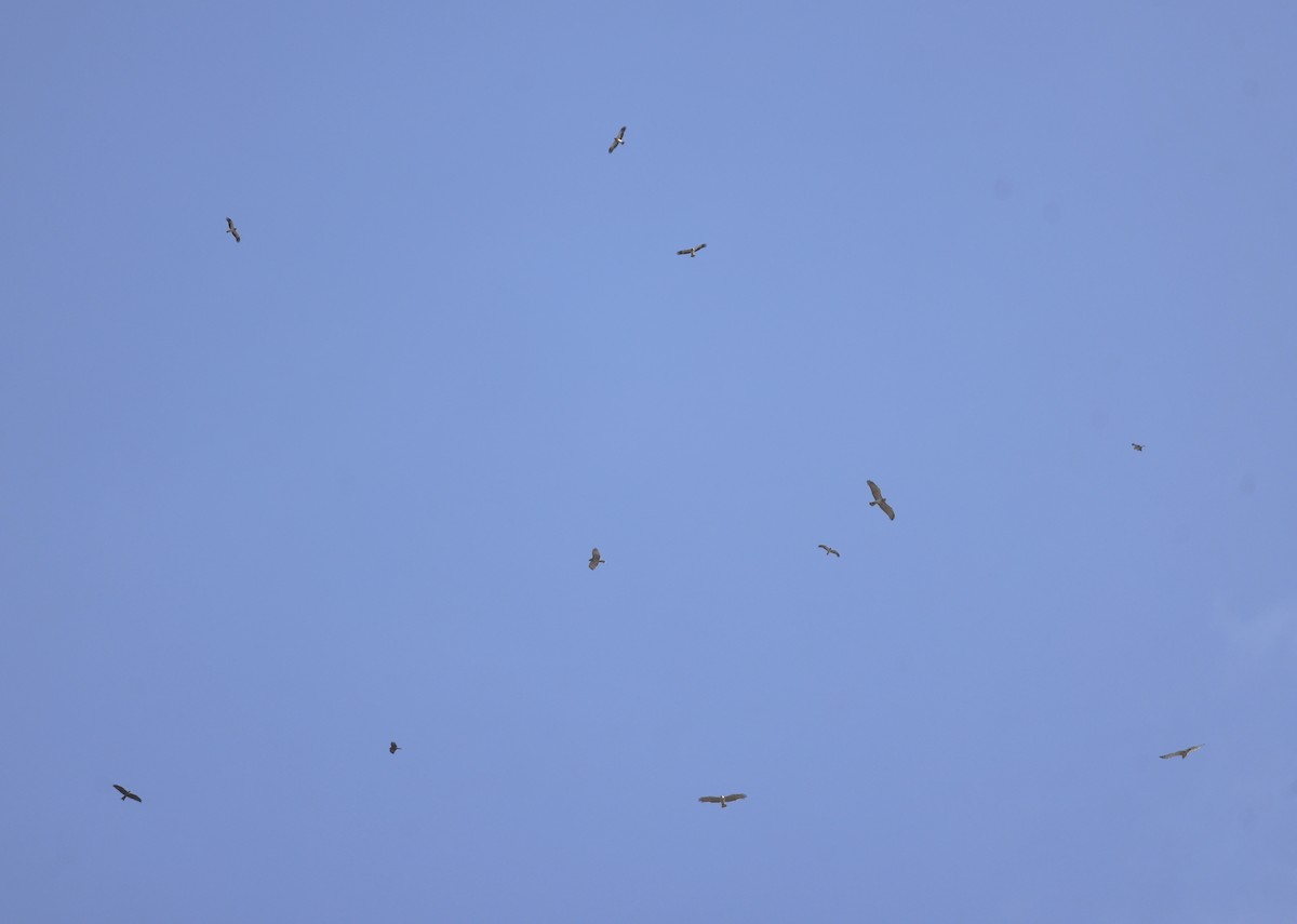 Aquila minore - ML642862461