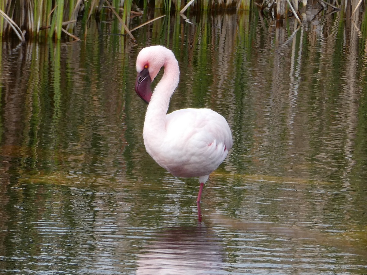 Lesser Flamingo - ML642862470