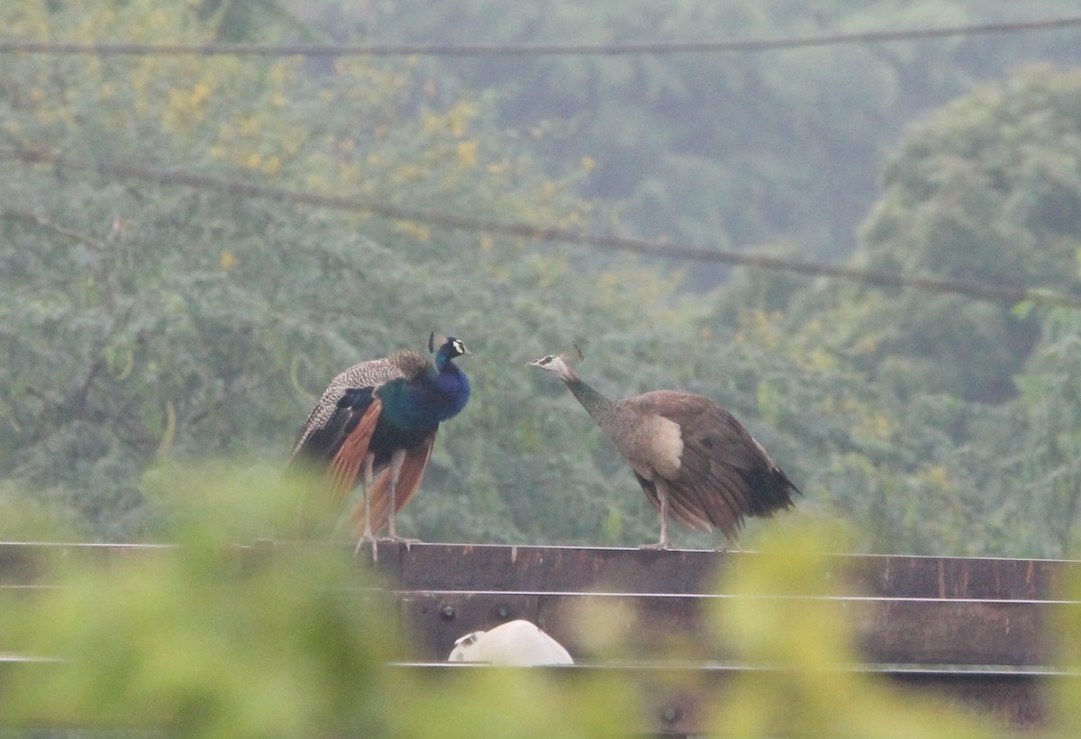 Indian Peafowl - ML642862484