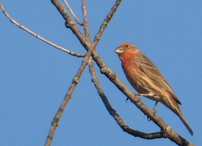 House Finch - ML642862486