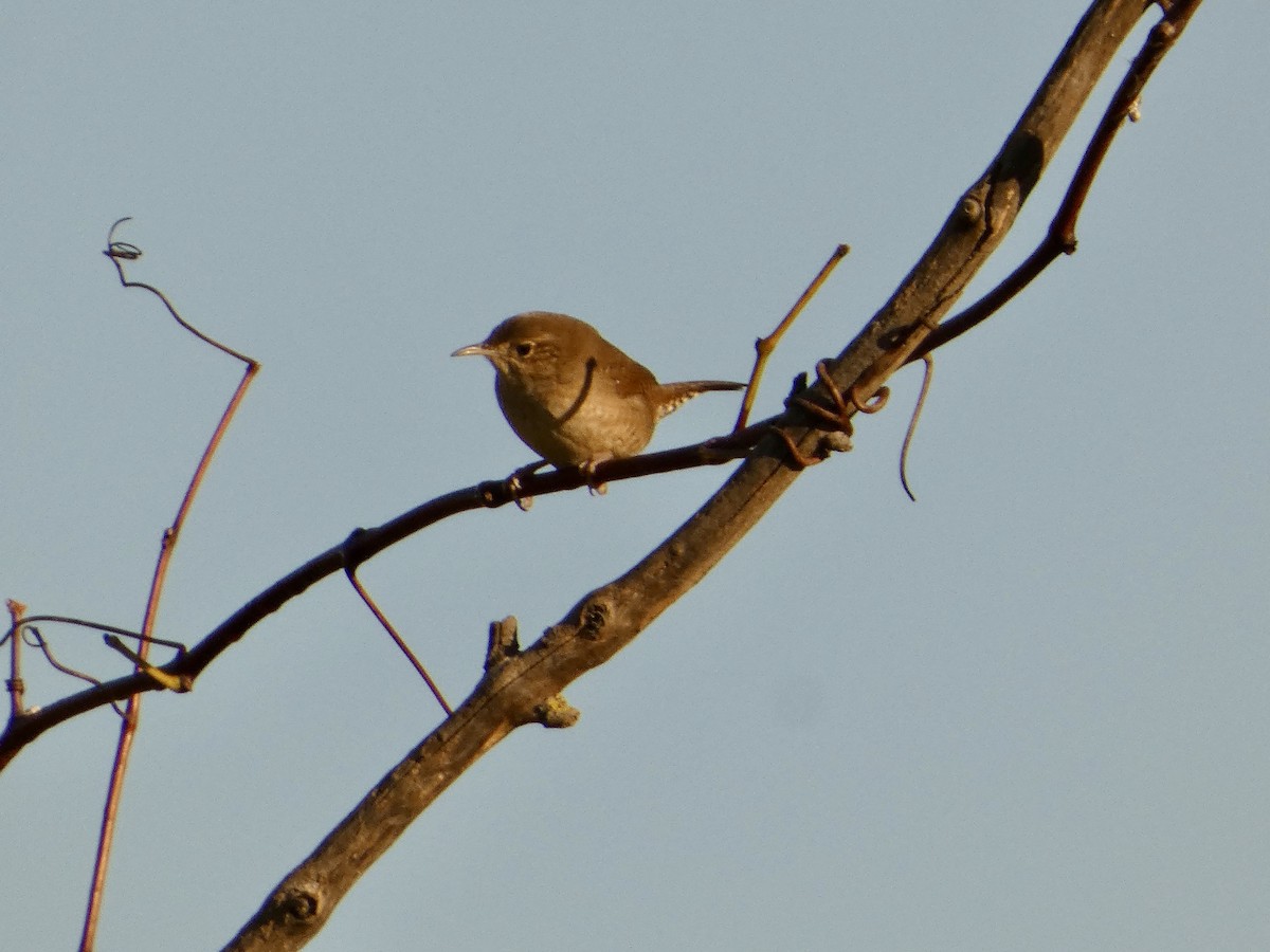 Northern House Wren - ML642862488