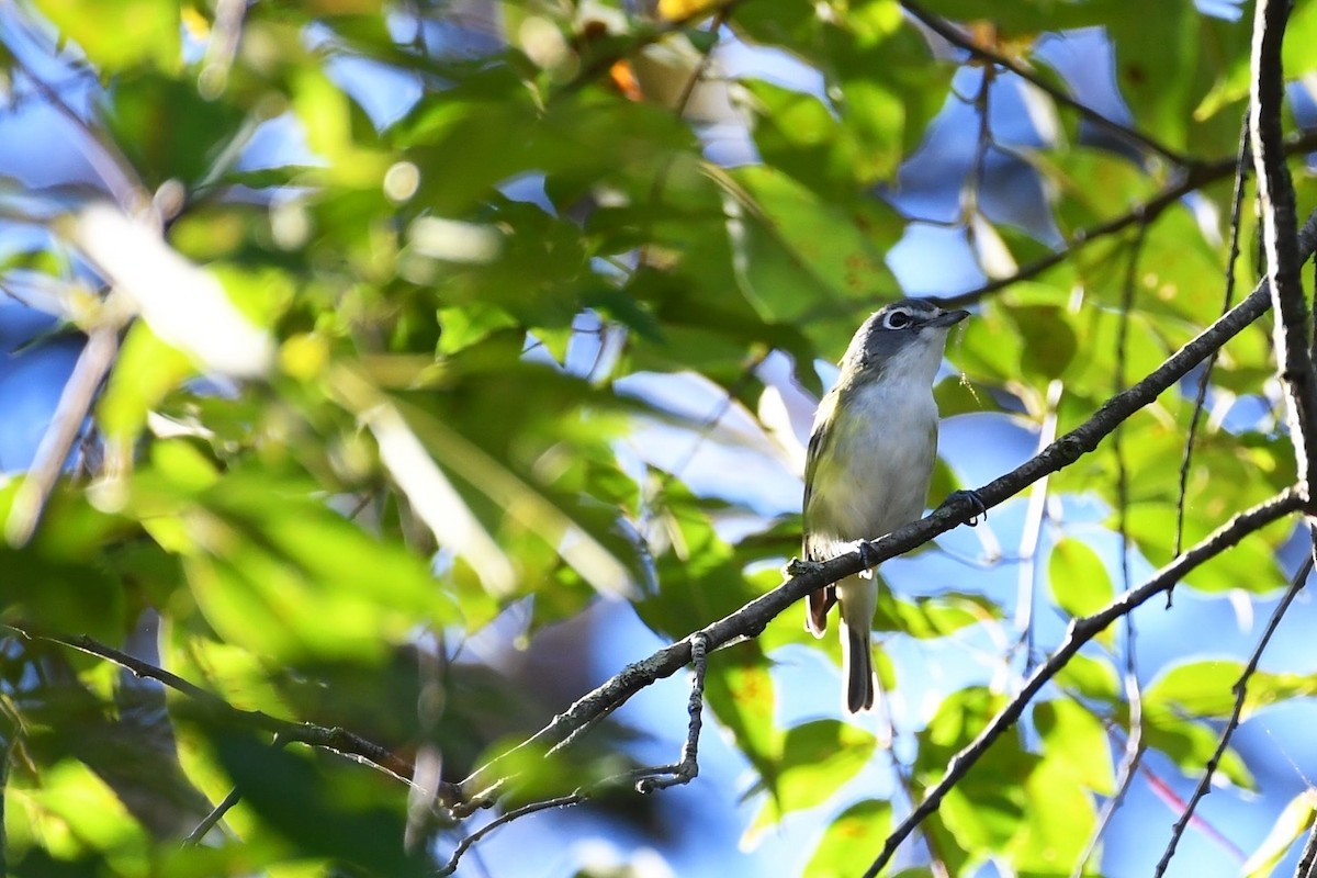 Blue-headed Vireo - ML642862499