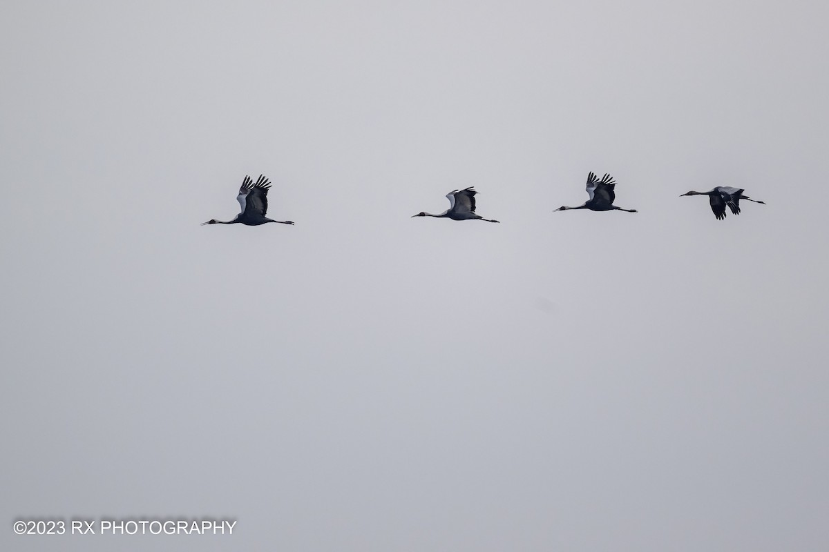 hvitnakketrane - ML642862501