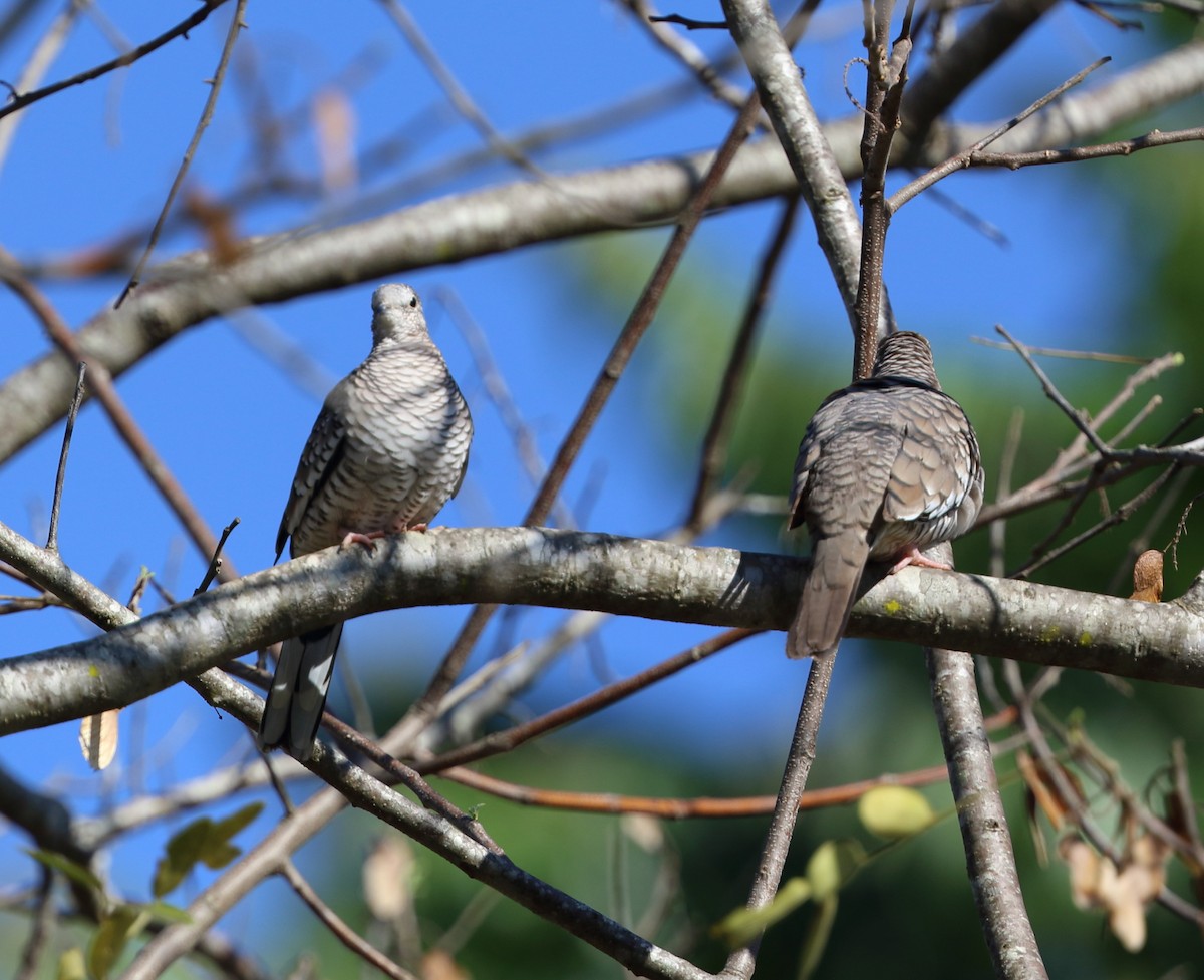 Scaled Dove - ML642862506
