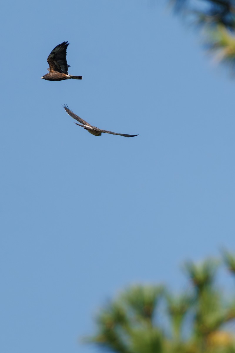 Swainson's Hawk - ML642862517