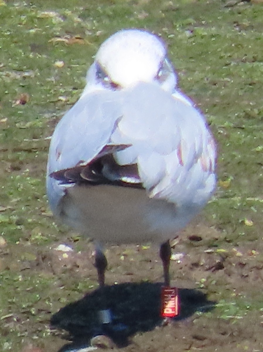 Mediterranean Gull - ML642862519