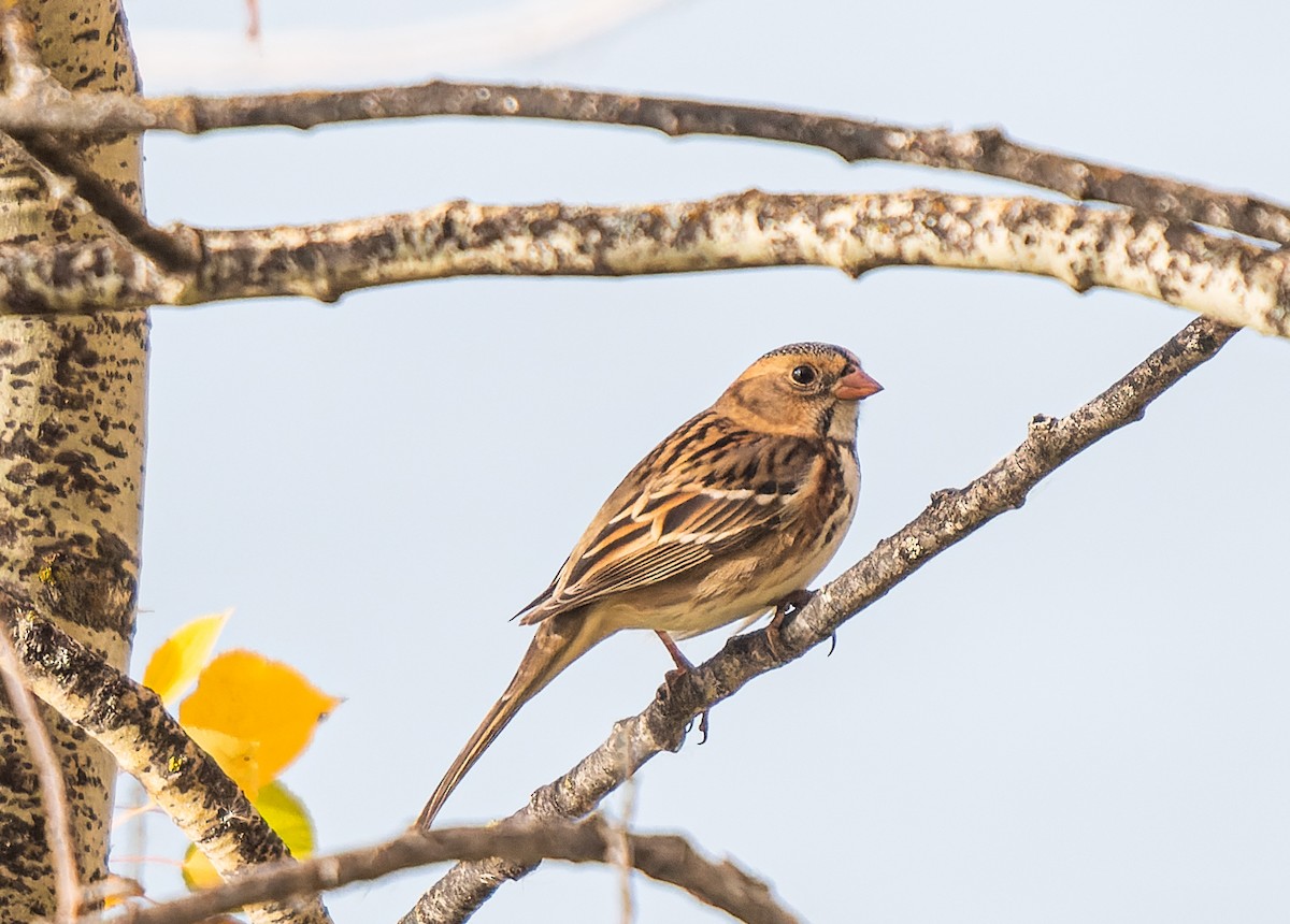 Harris's Sparrow - ML642862535