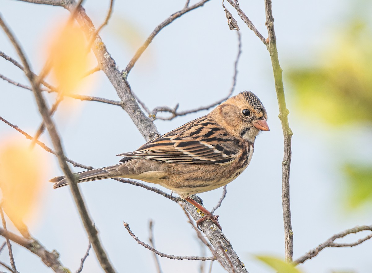 Harris's Sparrow - ML642862536