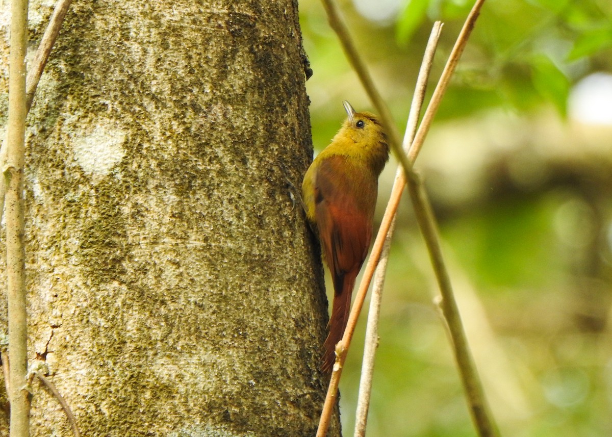 Olivaceous Woodcreeper - ML642862541