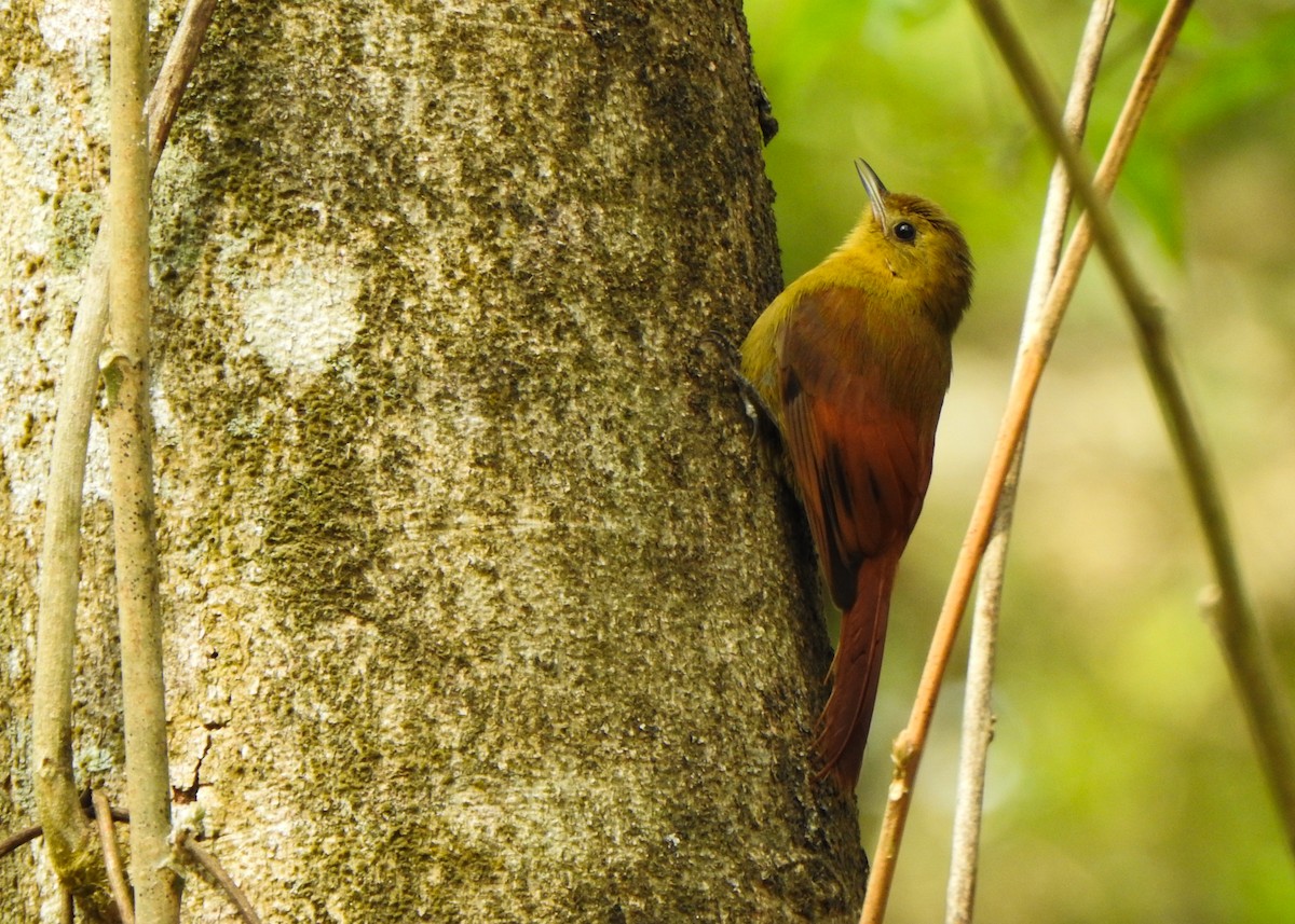 Olivaceous Woodcreeper - ML642862542