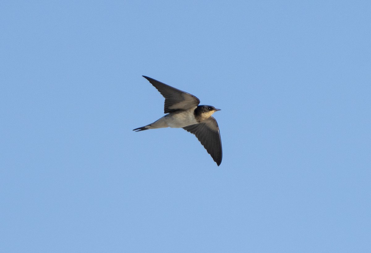 Barn Swallow - ML642862544