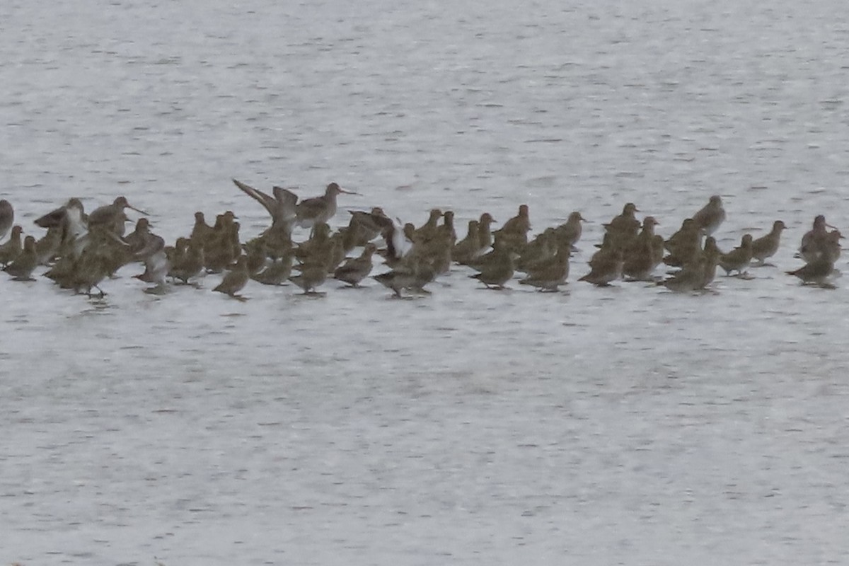 European Golden-Plover - ML642862545