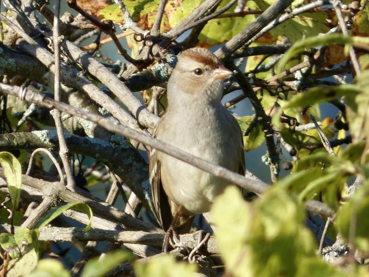 White-crowned Sparrow - ML642862548