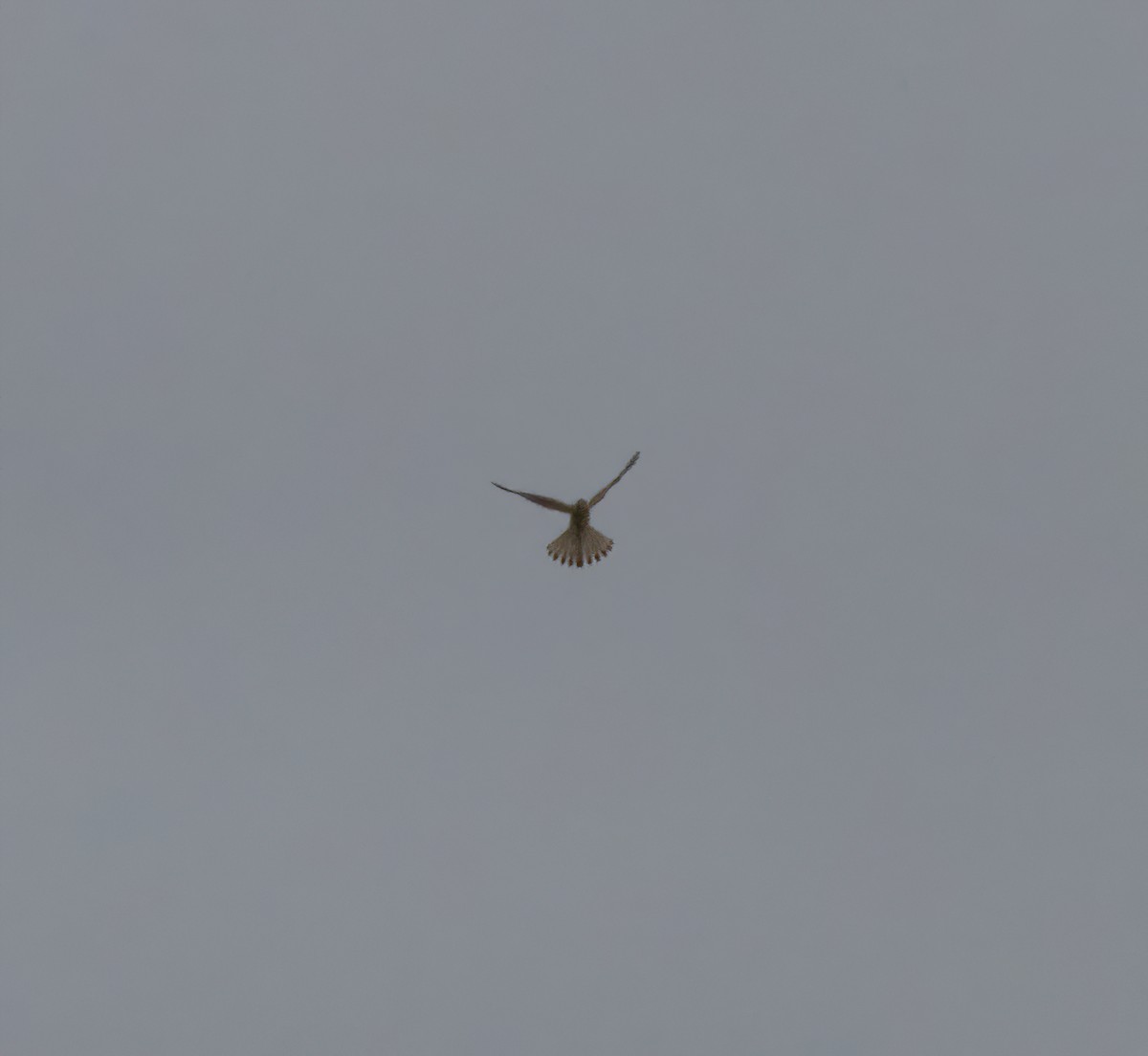 Eurasian Kestrel - ML642862567
