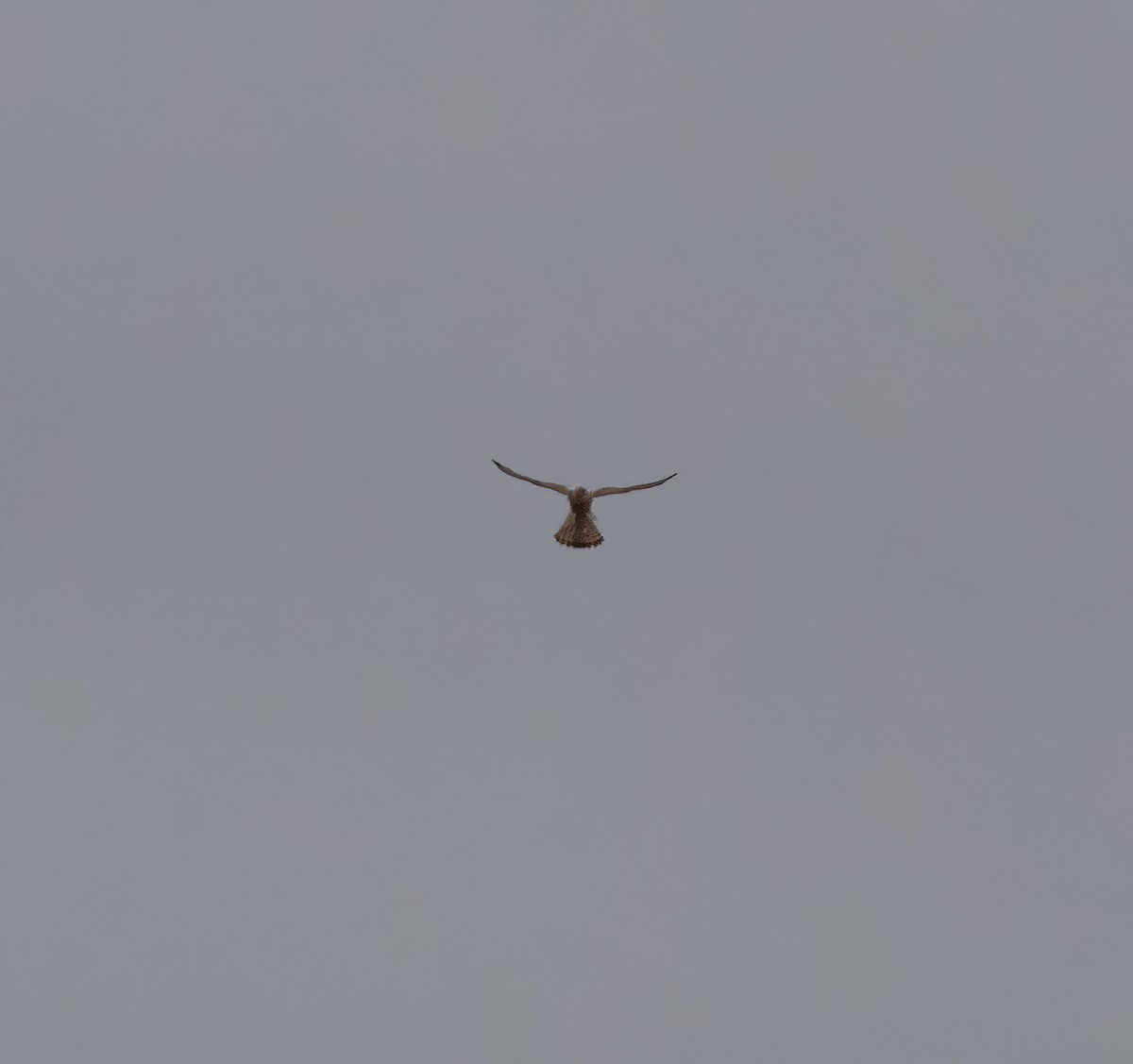 Eurasian Kestrel - ML642862568
