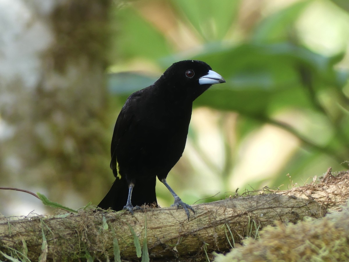 ildgumptanagar (icteronotus) - ML642862572