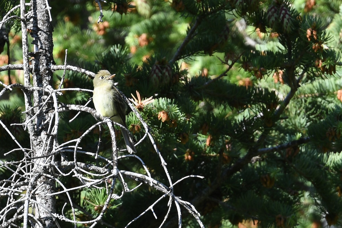 Western Flycatcher (Pacific-slope) - ML642862577