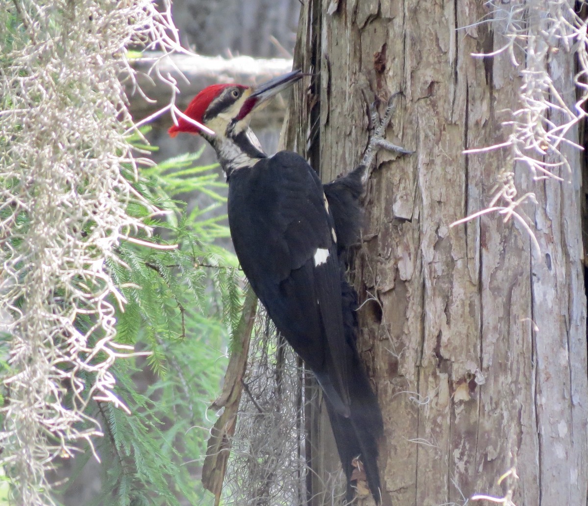 Pileated Woodpecker - ML642862585