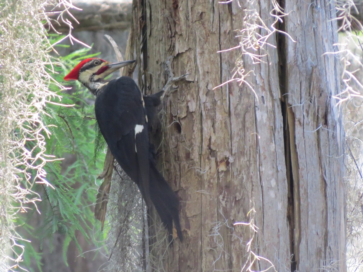 Pileated Woodpecker - ML642862586