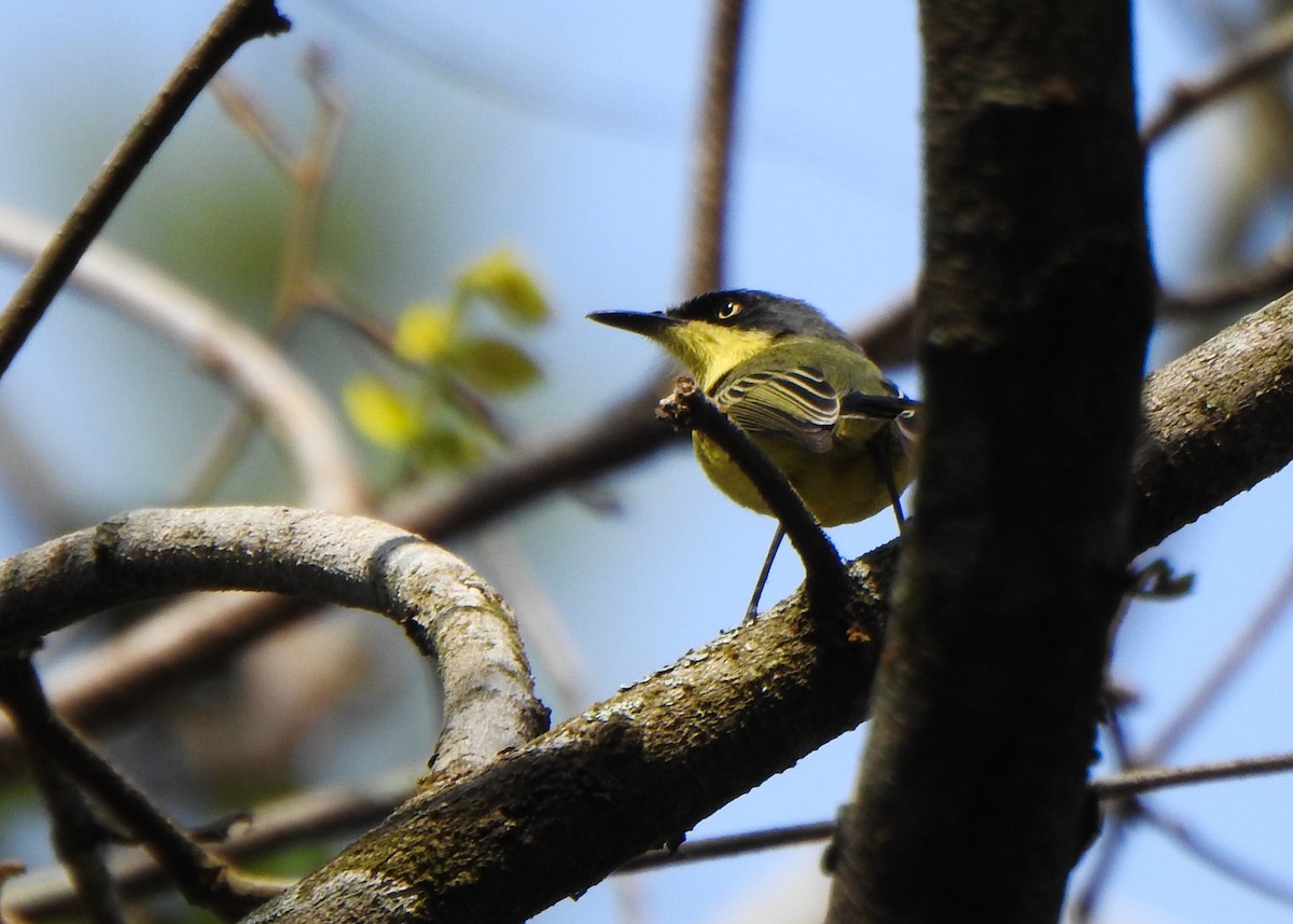 Common Tody-Flycatcher - ML642862603