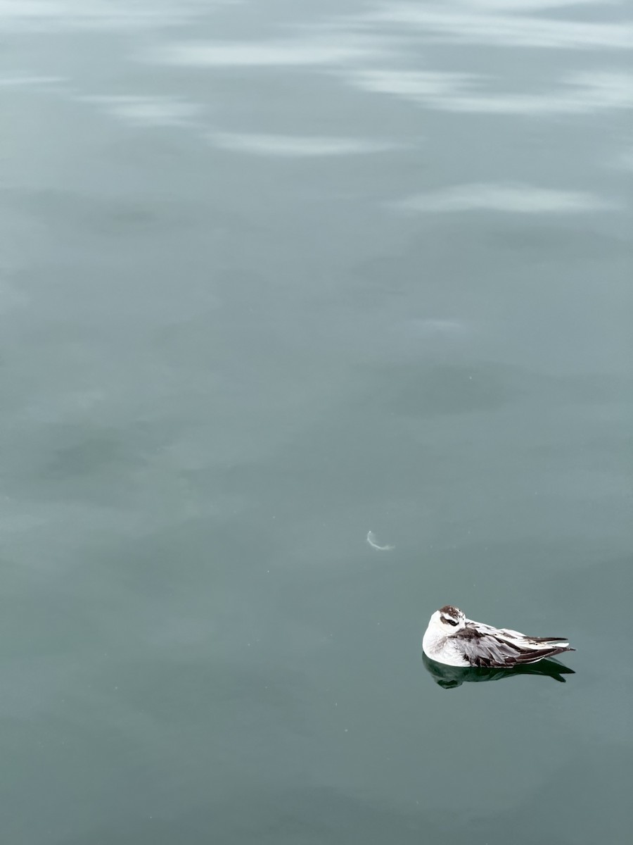 Red Phalarope - ML642862618