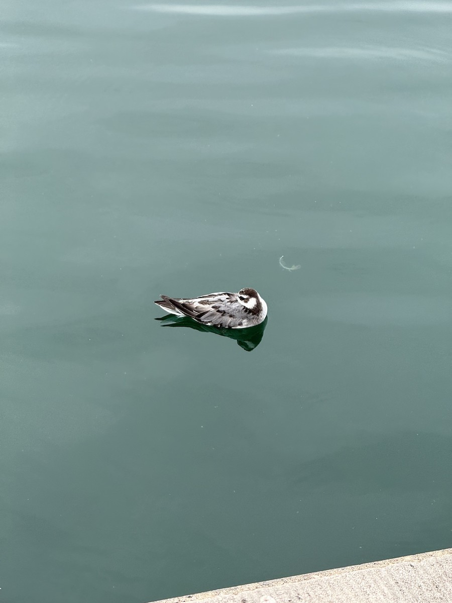 Red Phalarope - ML642862619