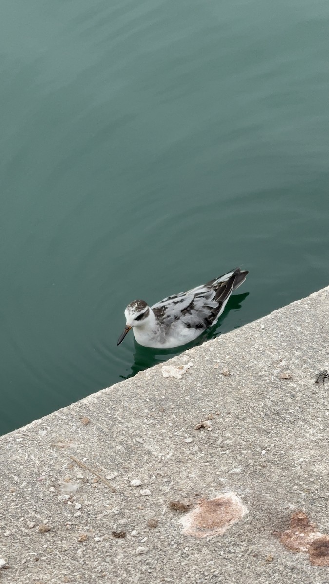Red Phalarope - ML642862620