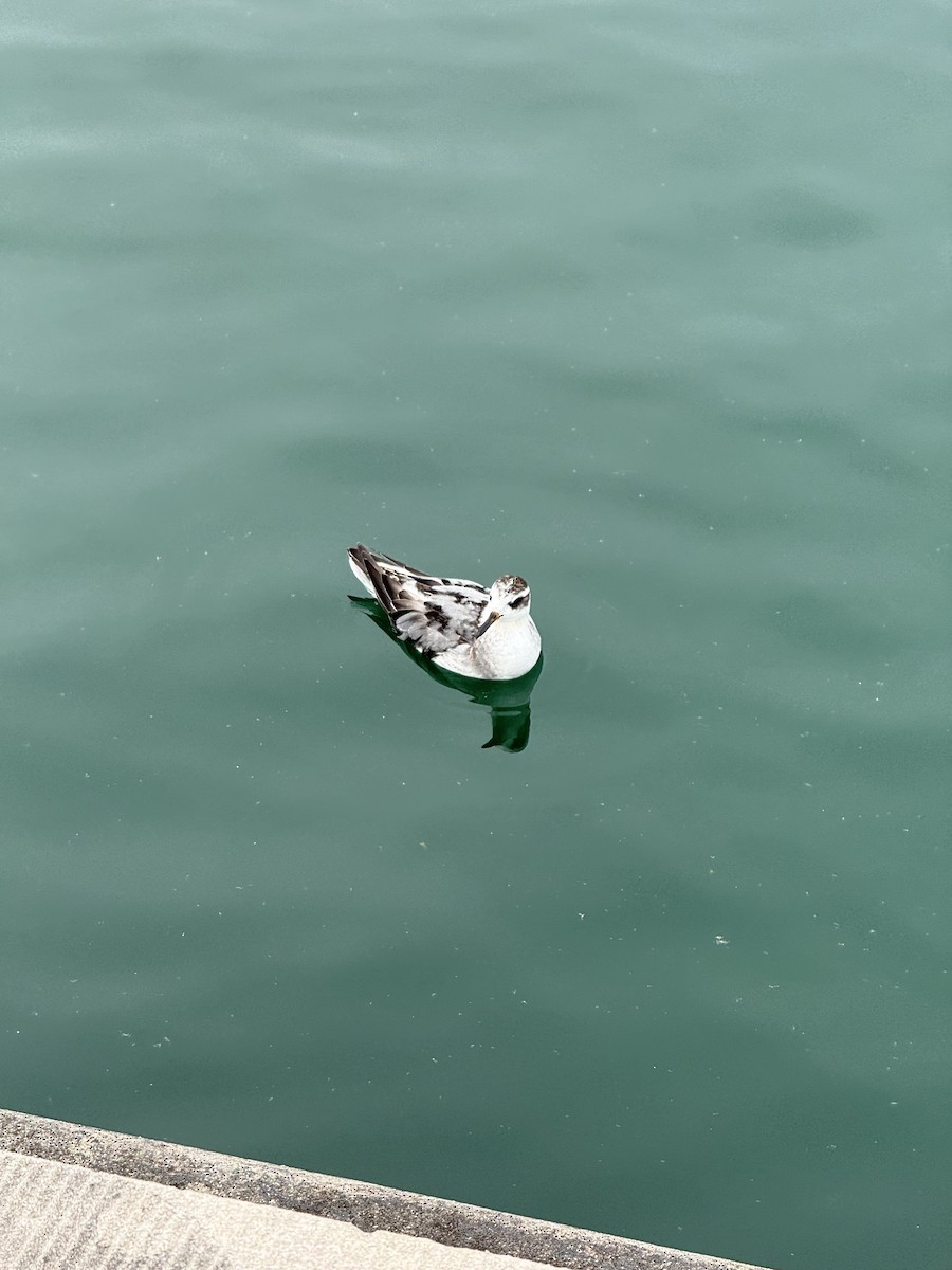 Red Phalarope - ML642862622