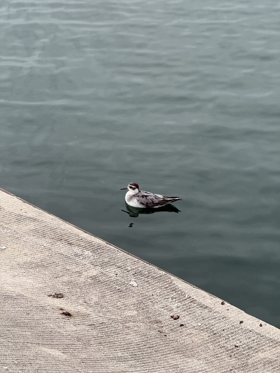 Red Phalarope - ML642862623