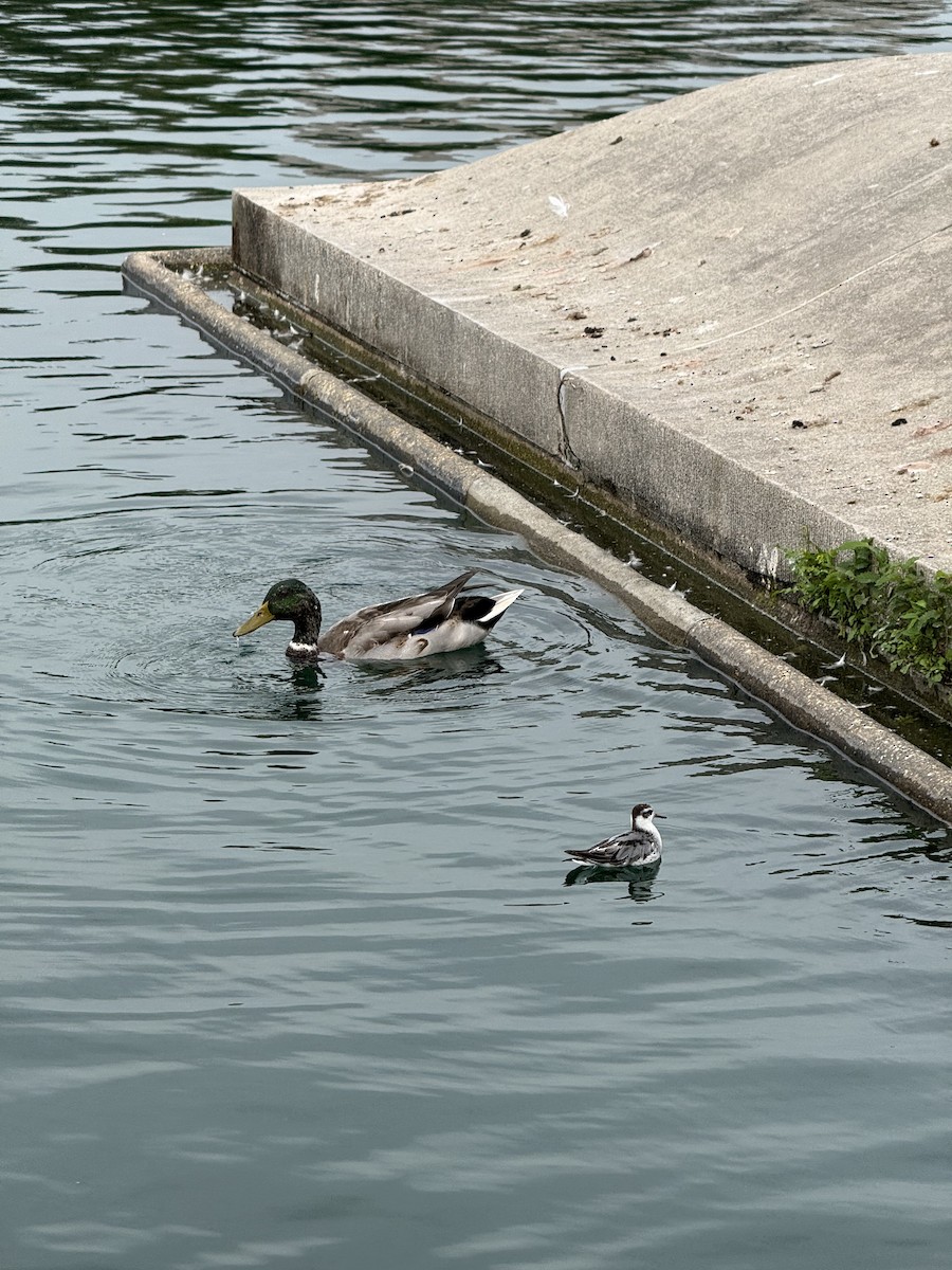 Red Phalarope - ML642862624