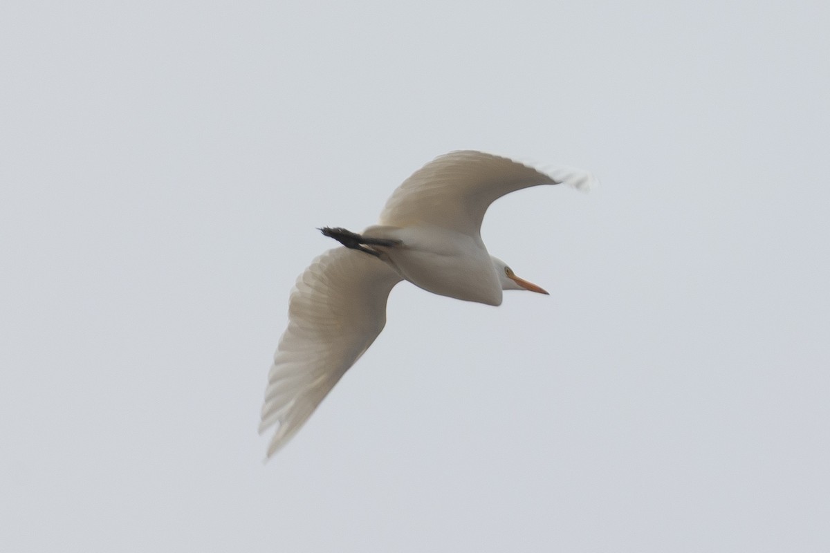 Western Cattle-Egret - ML642862635