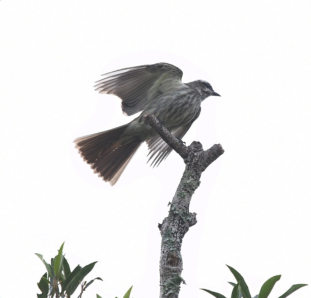 Variegated Flycatcher - ML642862641