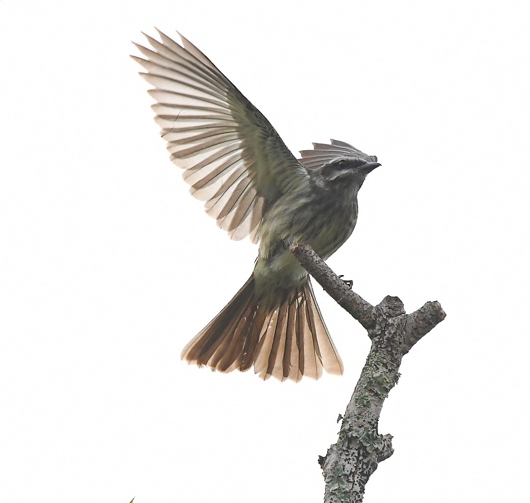Variegated Flycatcher - ML642862642