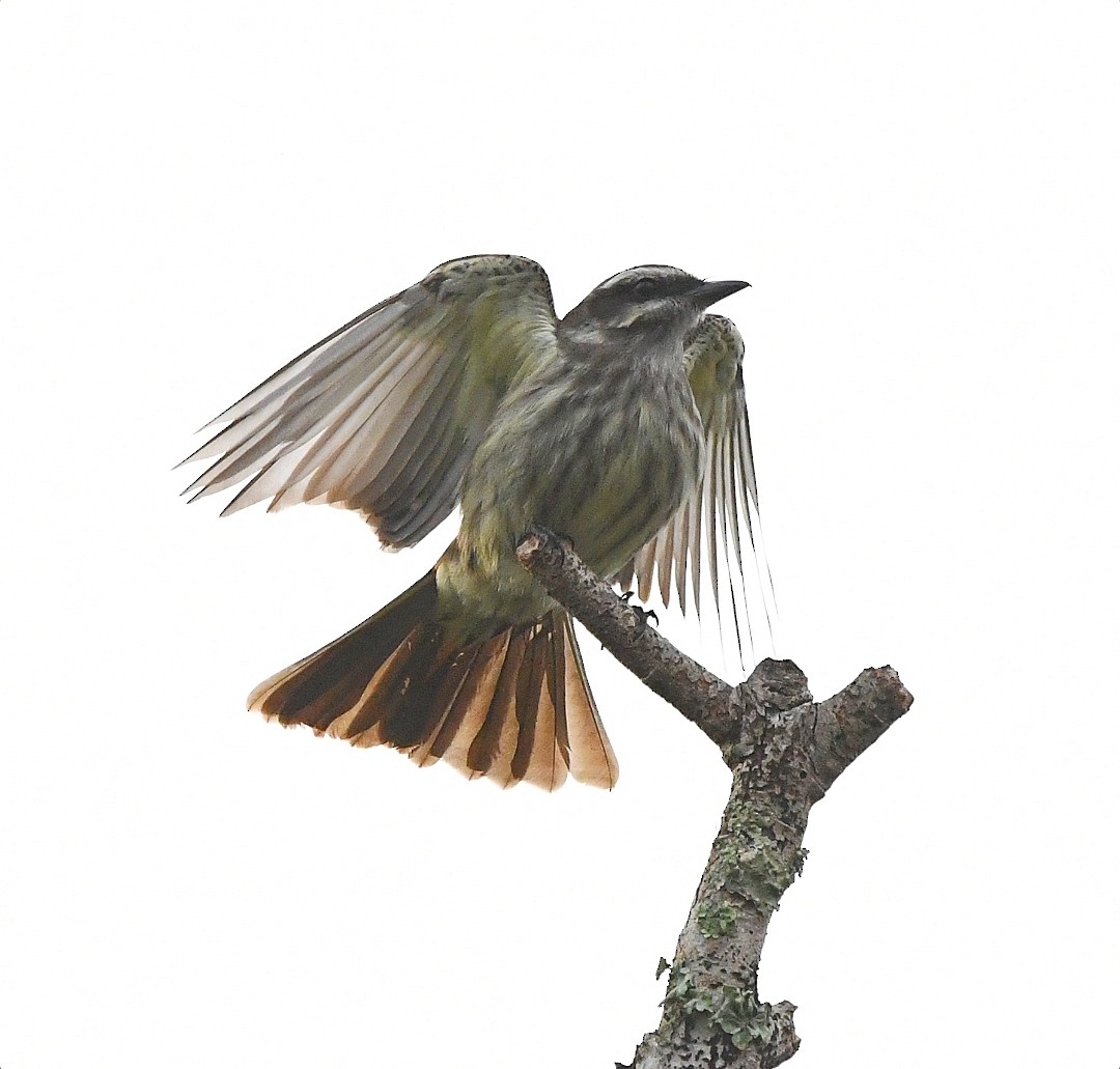 Variegated Flycatcher - ML642862643