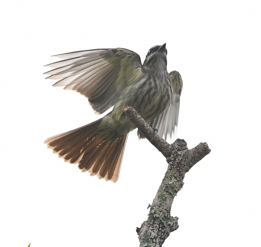 Variegated Flycatcher - ML642862644