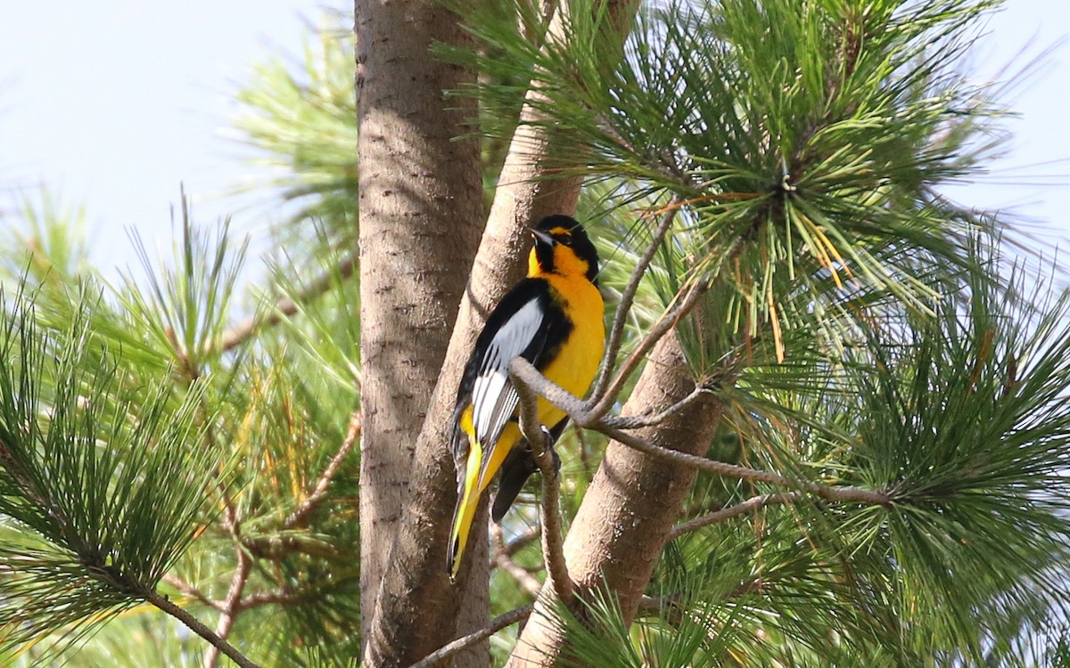 Black-backed Oriole - ML642862646